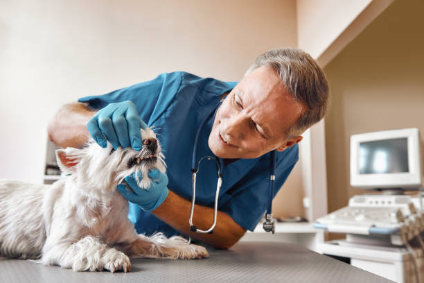 Best Weekend Emergency Dentist in Dravosburg, PA